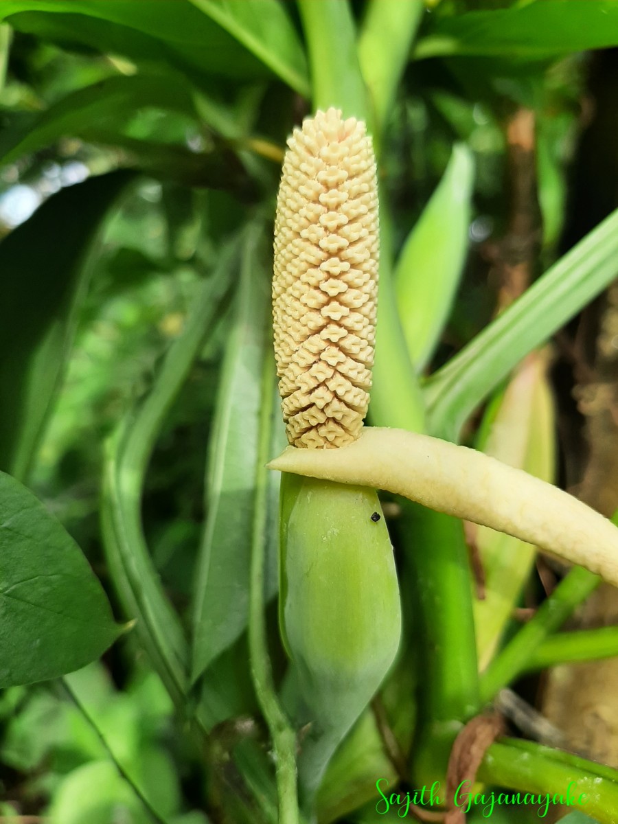 Syngonium angustatum Schott